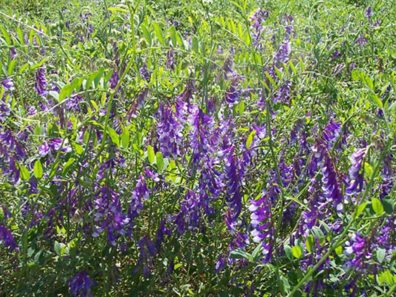 Blå lila alfalfa blomma