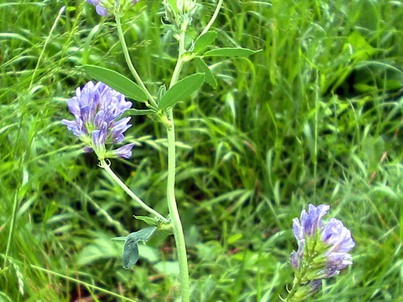 Alfalfa gul