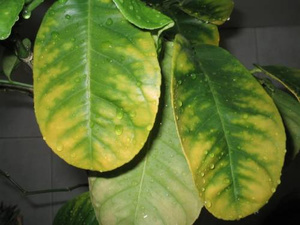 De främsta orsakerna till gula blad