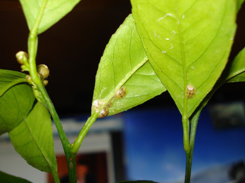 Welke insecten schadelijk zijn voor planten