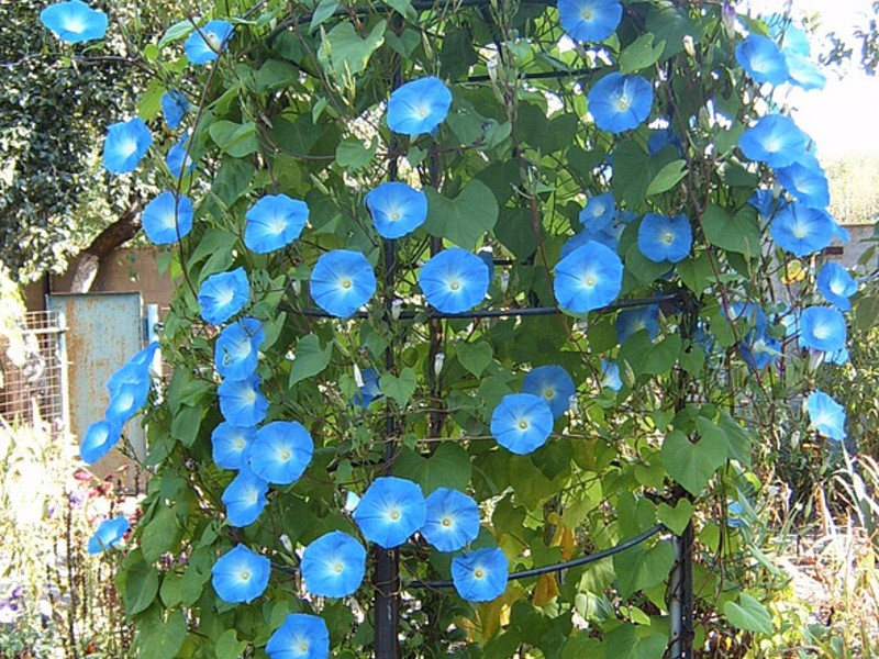 Fleurs bleues de la gloire du matin