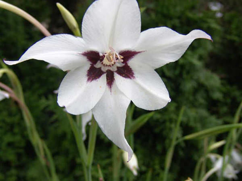 Điểm đặc biệt của hoa axitantera là gì