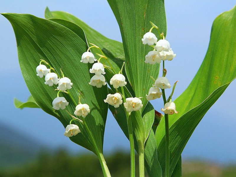 Vzhľad kvetiny z údolia Keiskei