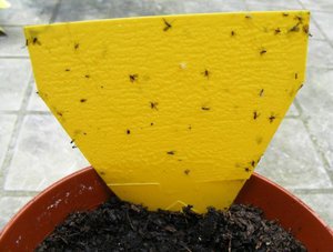 Metode za rješavanje mušica
