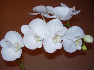 Phalaenopsis baltas