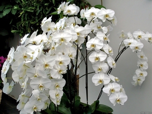 Orkidea valkoinen