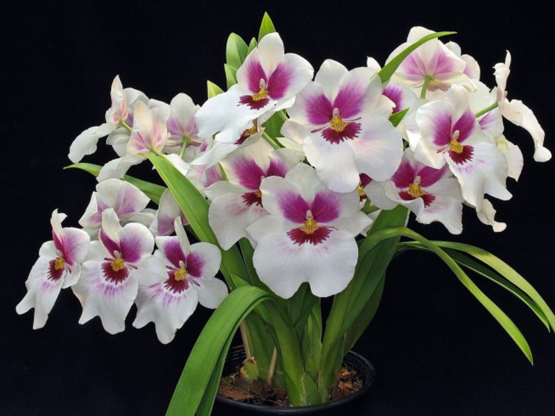 Dendrobium-orkidea