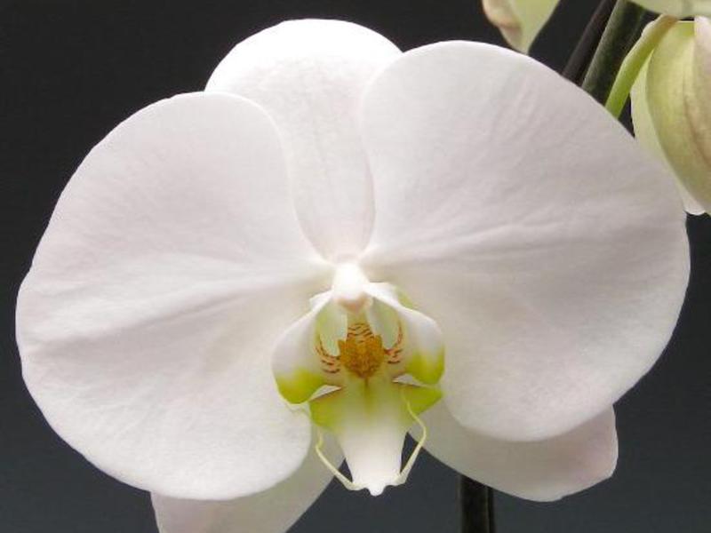 Cara pemindahan orkid