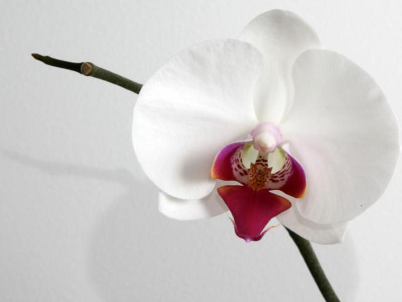 Mga kulay ng orchid