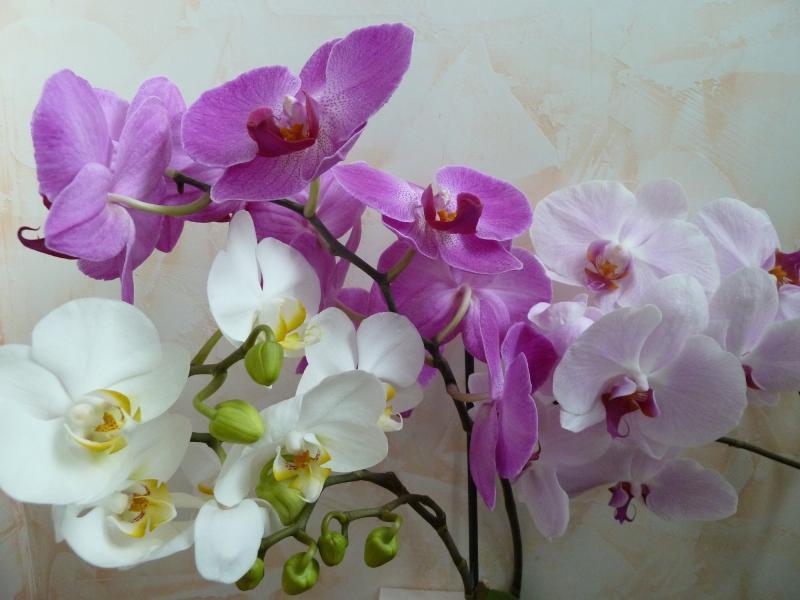 Orkidea kukkia