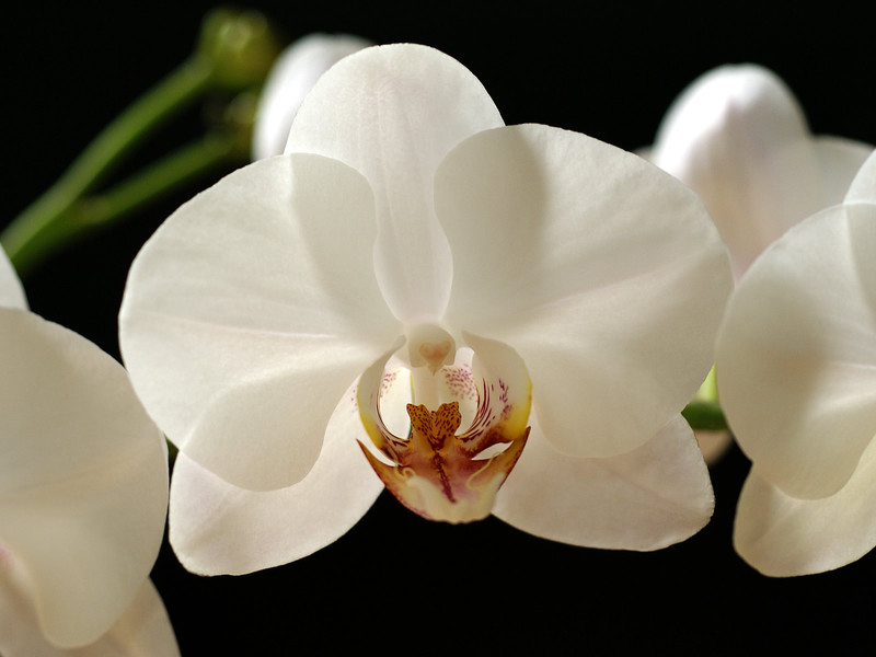 Variedades de orquídeas