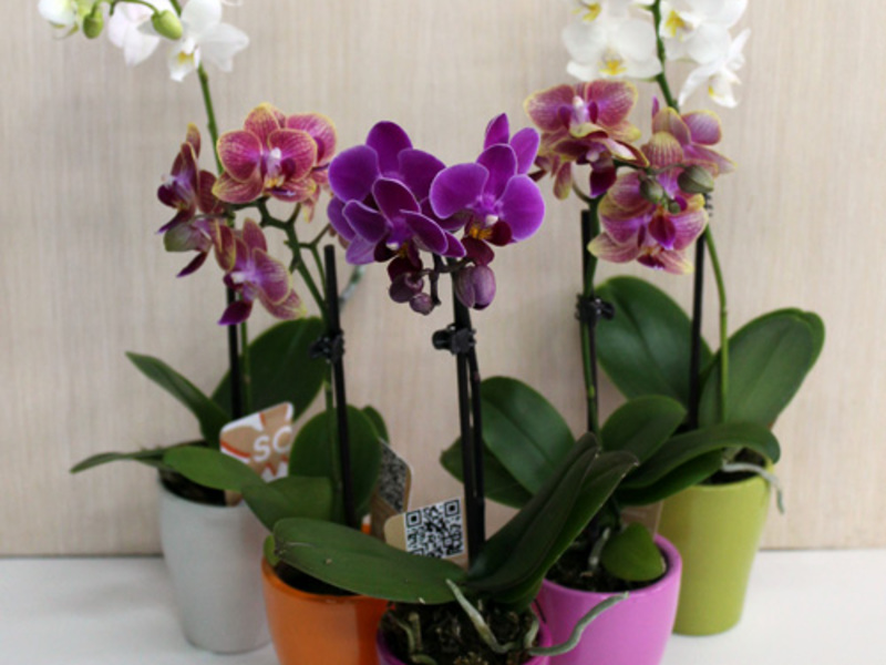 Orkidé hvid
