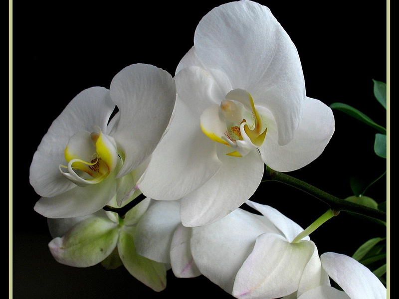 Orchidee bloem binnenshuis