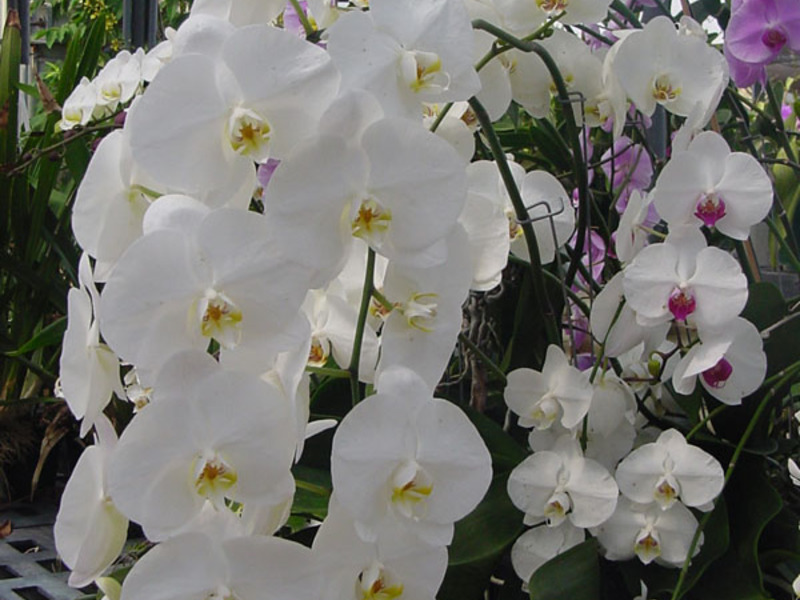 Orkidean suosio on kiistaton ja jatkuva