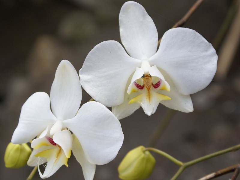 Quant de temps floreix una orquídia