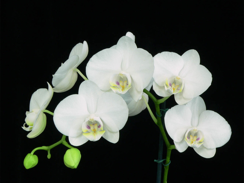Kolory orchidei