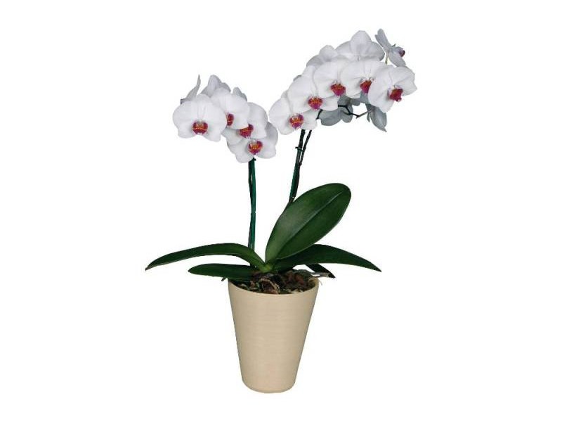 Orchidėja balta