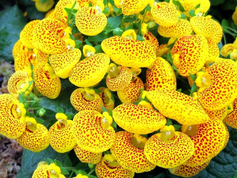 Необичайно цвете на калцеолария