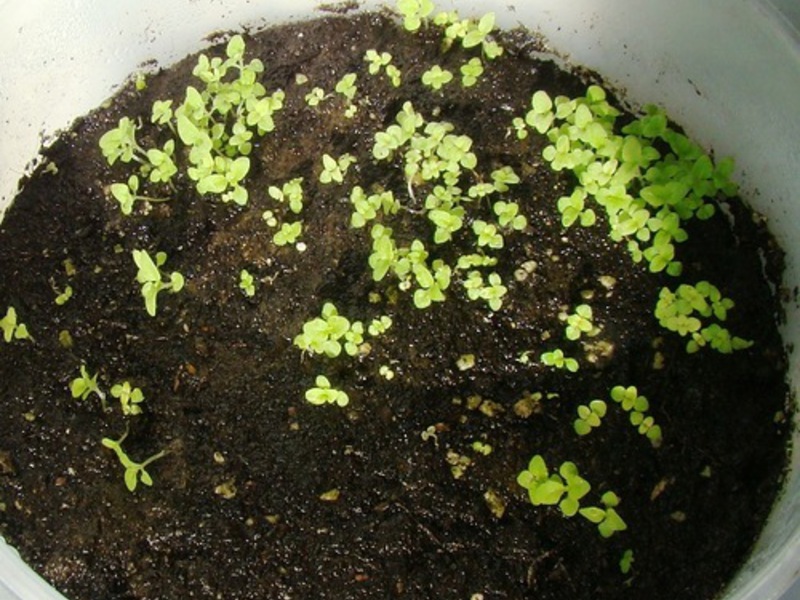 Semințe de plante Calceolaria