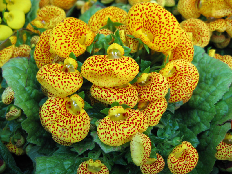 Calceolaria es una hermosa planta con flores en forma de bolsa.