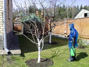 Как да обработваме ябълкови дървета през пролетта