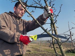 Patyrusių sodininkų patarimai, kaip pavasarį genėti obelis