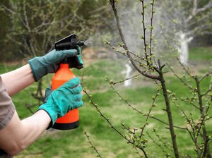 Методи за пръскане на ябълкови дървета през пролетта и средства за това
