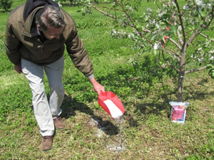 Mezzi per fertilizzazione primaverile di meli e metodi