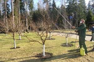 Preventieve maatregelen om appelbomen tegen ziekten te beschermen