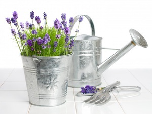 Säännöt laventelin hoidosta kotona