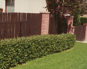 Cotoneaster trong vai trò hàng rào