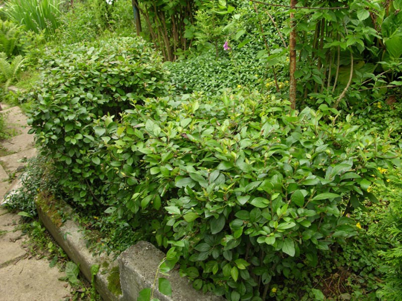 Descrizione della varietà cotoneaster