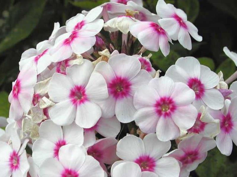 How to plant phlox