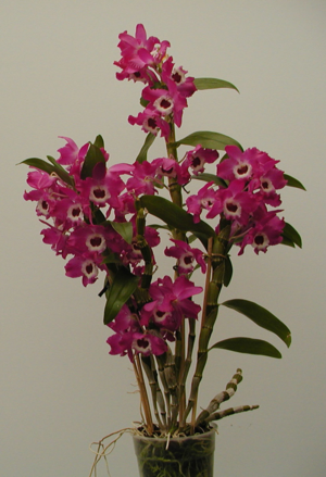 Orchidea in una pentola