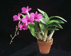 Interiérové ​​kvety Dendrobium