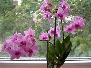 Mga species ng orchid