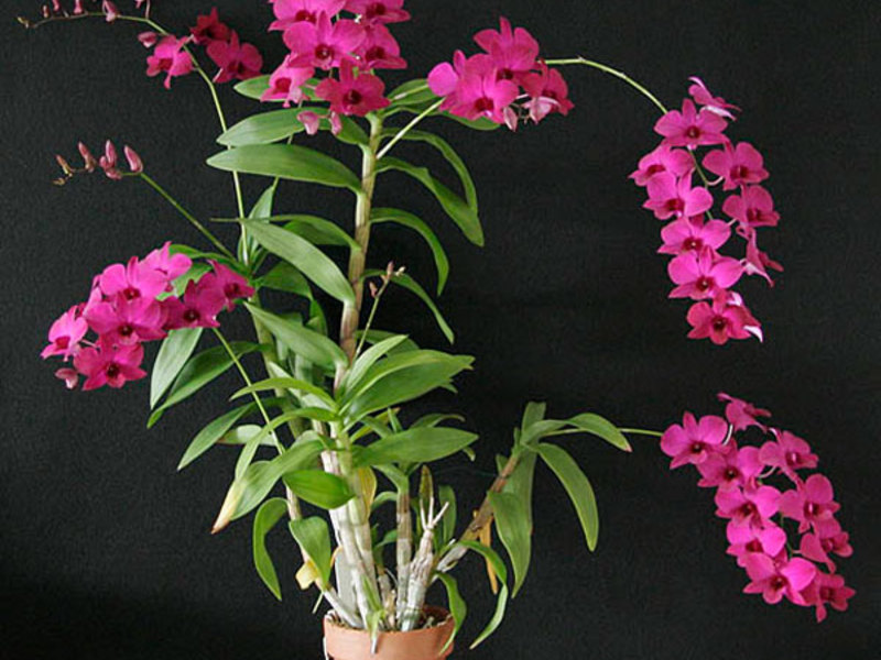 Εσωτερικά λουλούδια Dendrobium