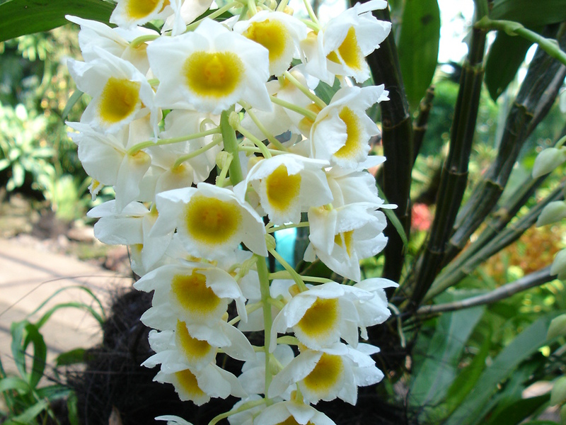 Specjalna odmiana orchidei
