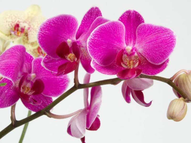 Periodo de floración de la orquídea