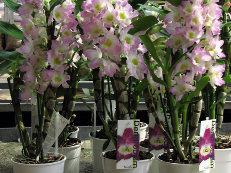 Kur galima nusipirkti orchidėją
