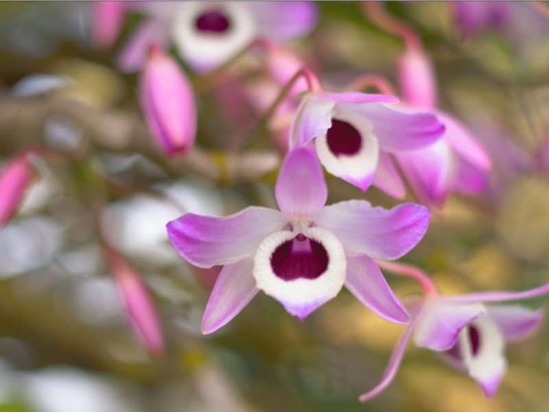 Paano bumili ng isang orchid