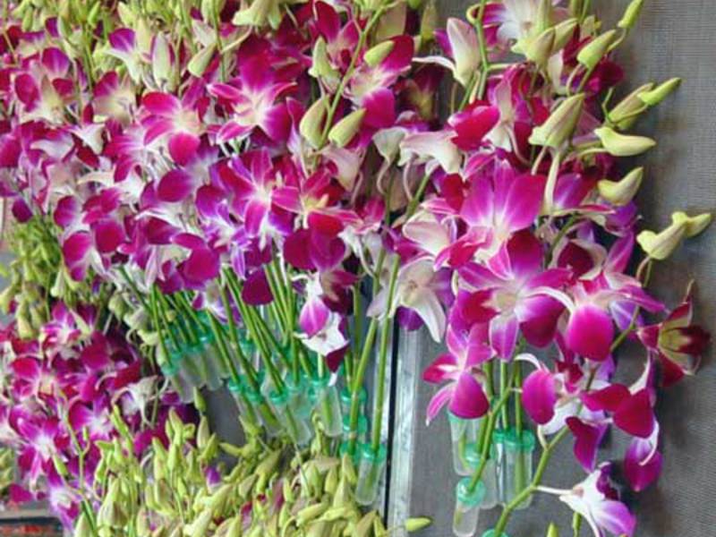 Kamerbloemen Dendrobium