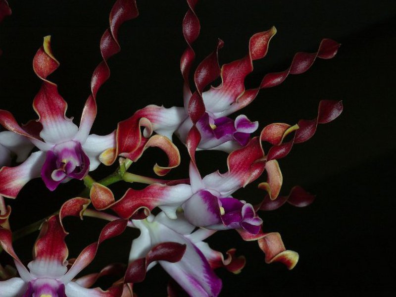 Hoe lang bloeit een orchidee