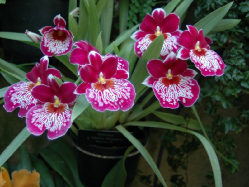 Orkidé i en gryde