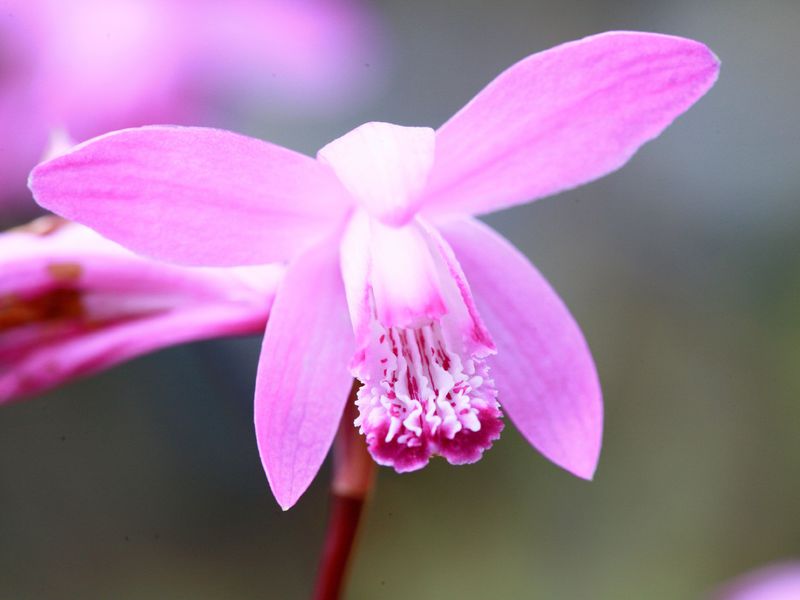 Hoe zorg je voor een orchidee