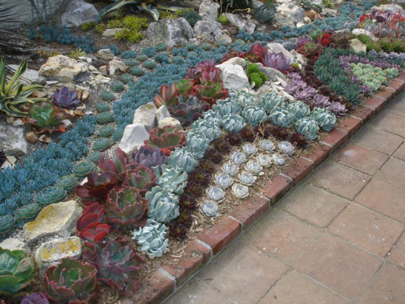 Succulente e cactus si sposano bene con tutti i materiali naturali