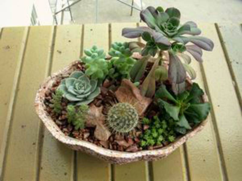Vetplanten en cactussen passen goed bij alle natuurlijke materialen