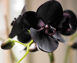 Dunkle Orchidee - wie man sich kümmert