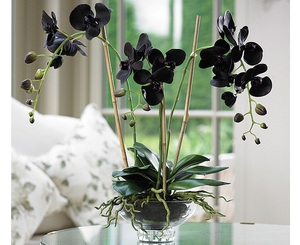 Kokios sąlygos patinka juodajai orchidėjai