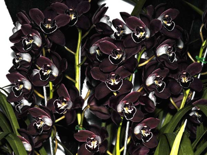 Colore orchidea